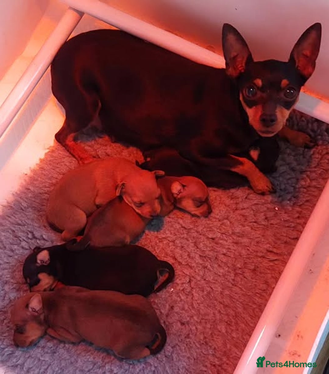 Miniature Pinscher dogs for sale: LAST PUPPY - LADYLUCKPINS KC MIN PINS - Advert 18