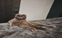 British Shorthair cats for sale: British shorthair kittens - Image 6
