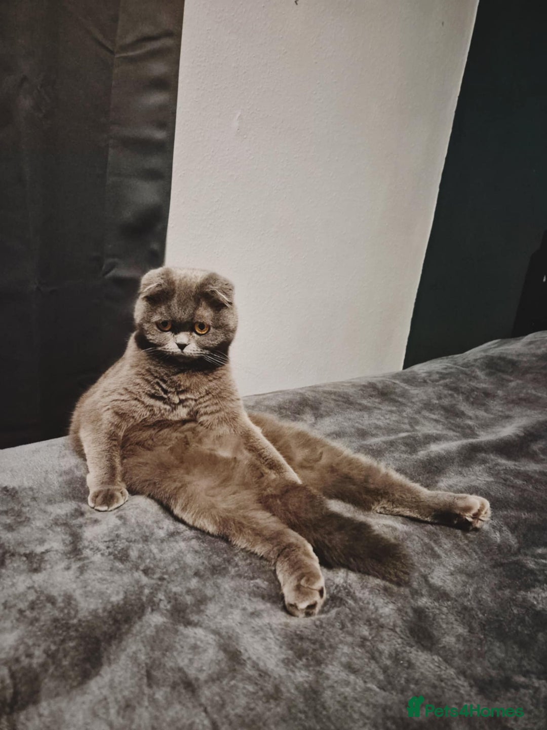 British Shorthair cats for sale: British shorthair kittens - Image 6