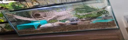 Crabs invertebrates for sale: 2 hermit crabs and full set up  - Advert 1