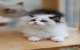 Ragdoll cats for sale: GCCF Sweet Ragdoll girl champion line - Image 9