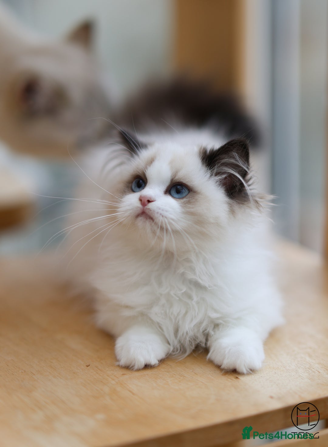 Ragdoll cats for sale: GCCF Sweet Ragdoll girl champion line - Image 9