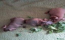Guinea Pig rodents for sale: BEAUTIFUL BABY SKINNY PIGS  - Image 3