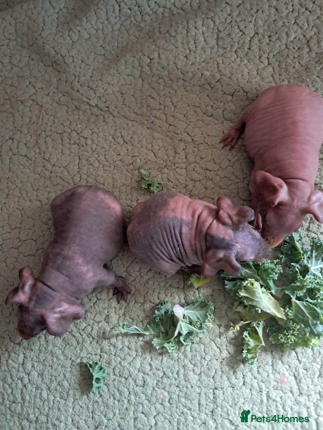 Guinea Pig rodents for sale: BEAUTIFUL BABY SKINNY PIGS  - Image 3