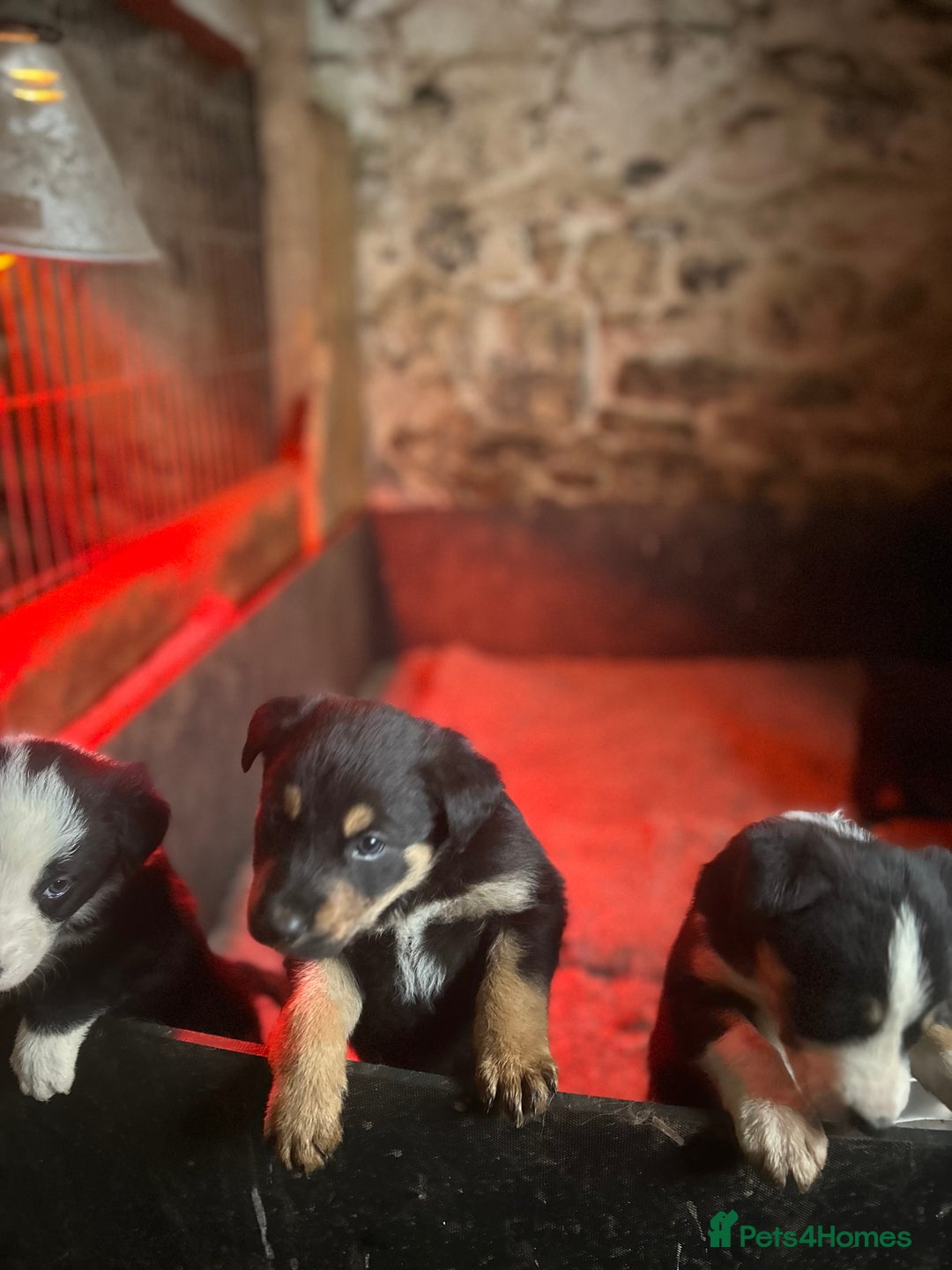 Mixed Breed dogs for sale: 5 Collie x Huntaway pups for sale. - Advert 6