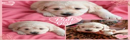 Golden Retriever dogs for sale: Girls Cream Golden Retriever  - Advert 6