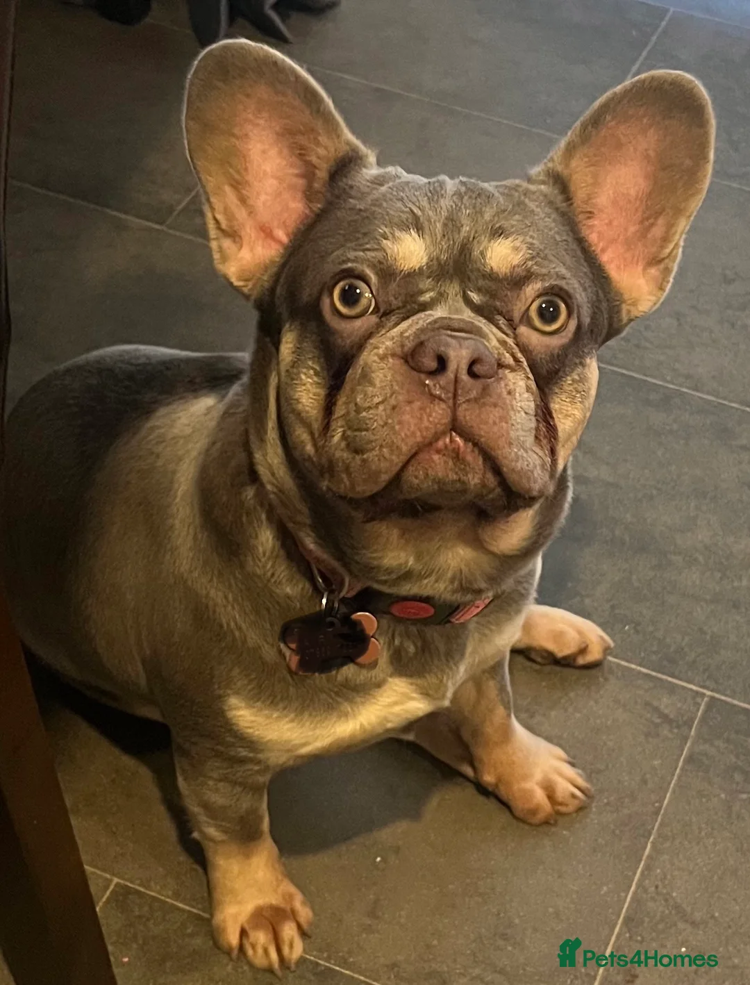 French Bulldog dogs for sale: Beautiful girl  - Advert 2