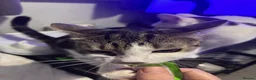 Domestic Shorthair cats for adoption: Lily & Tallulah - Adopt Cats in Crisis East Ldn - Advert 3
