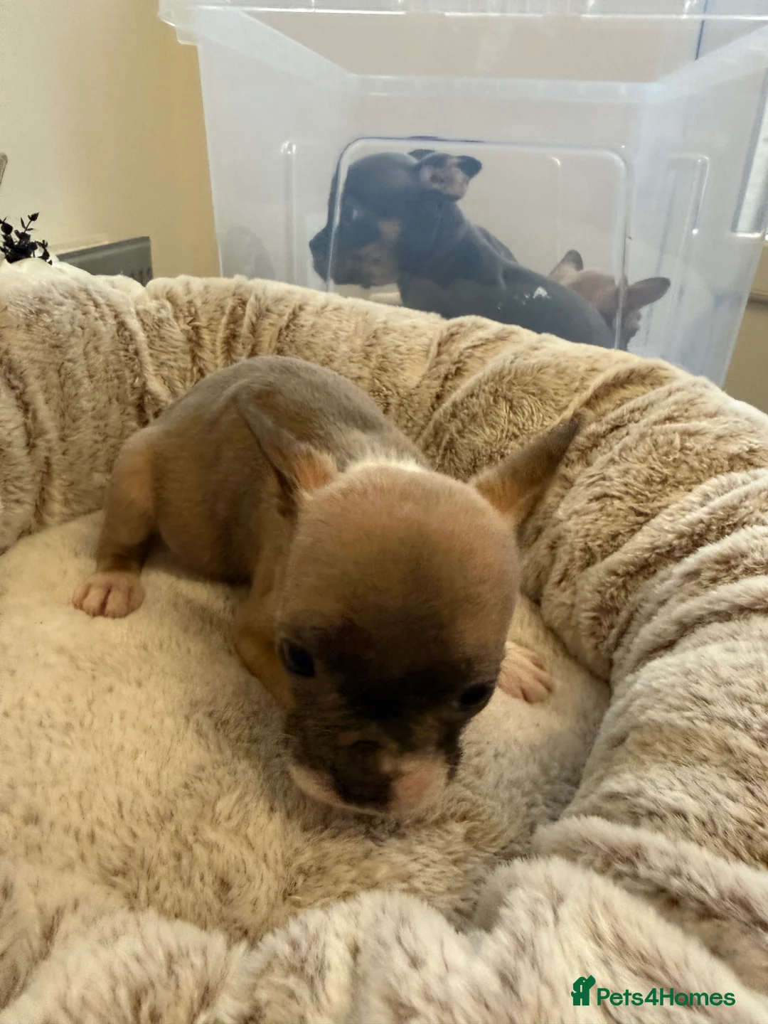 Mixed Breed dogs for sale: French bulldog x pocket bully pups  - Advert 2