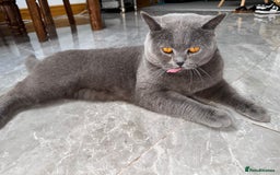 British Shorthair cats for stud: British shorthair stud - Image 2