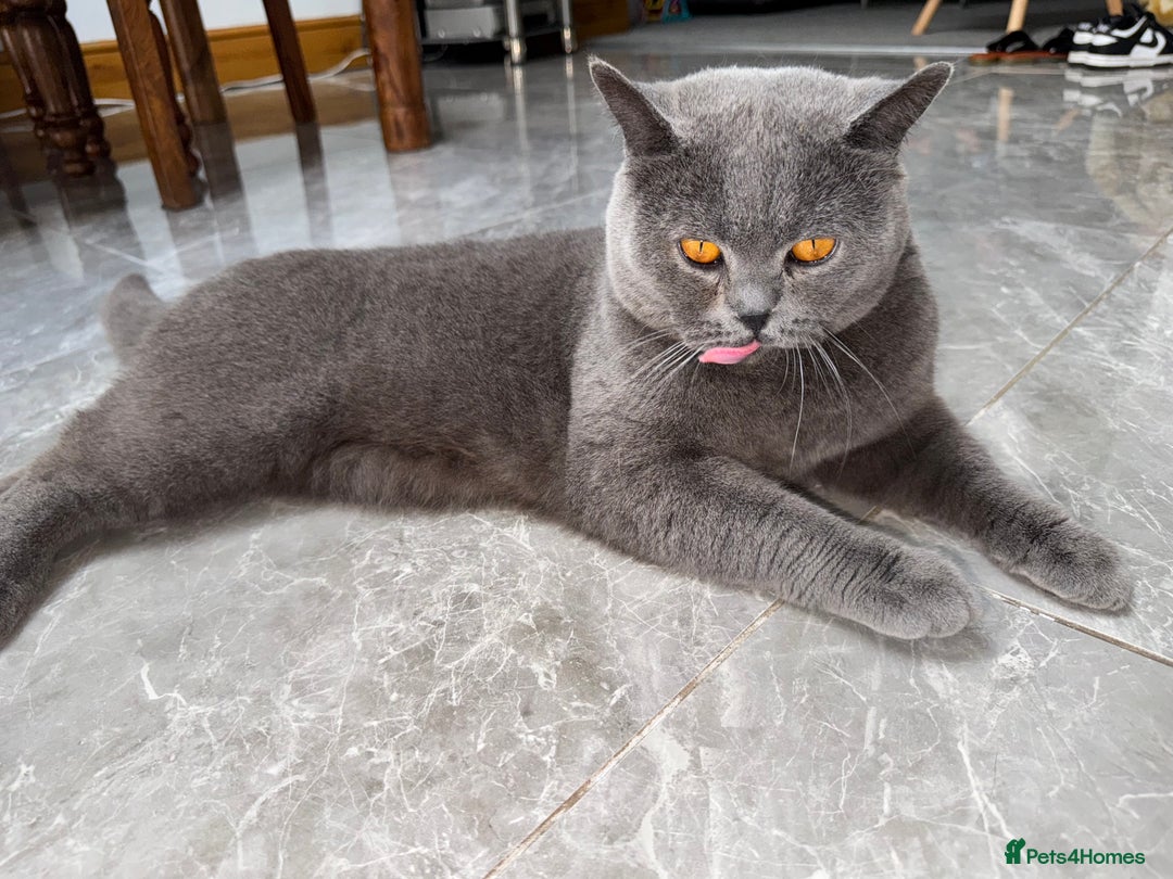 British Shorthair cats for stud: British shorthair stud - Image 2