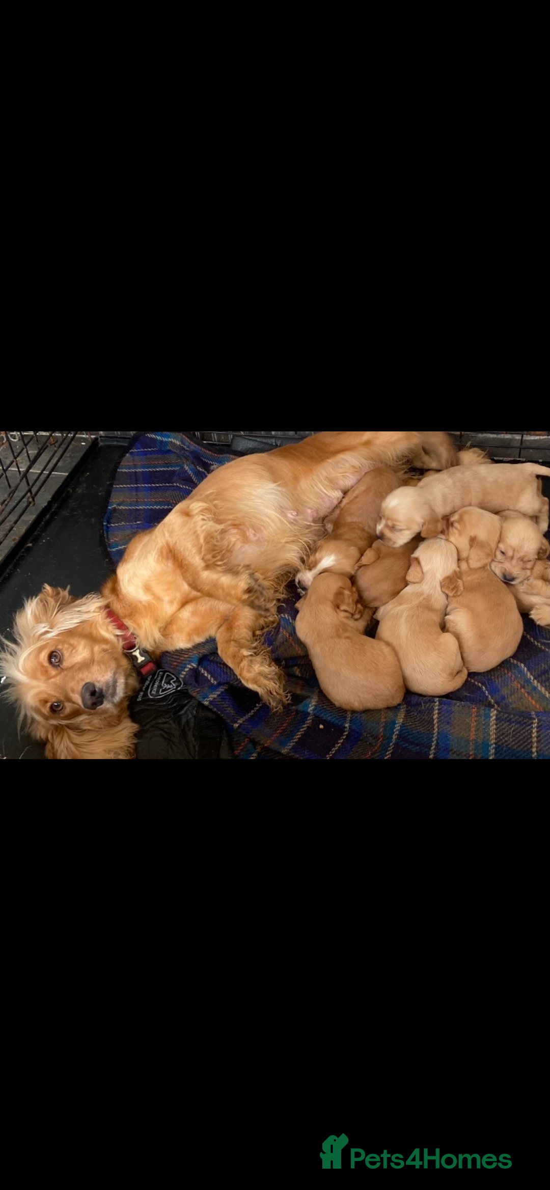 Cocker Spaniel dogs for sale: Cocker spaniel puppies  - Image 1