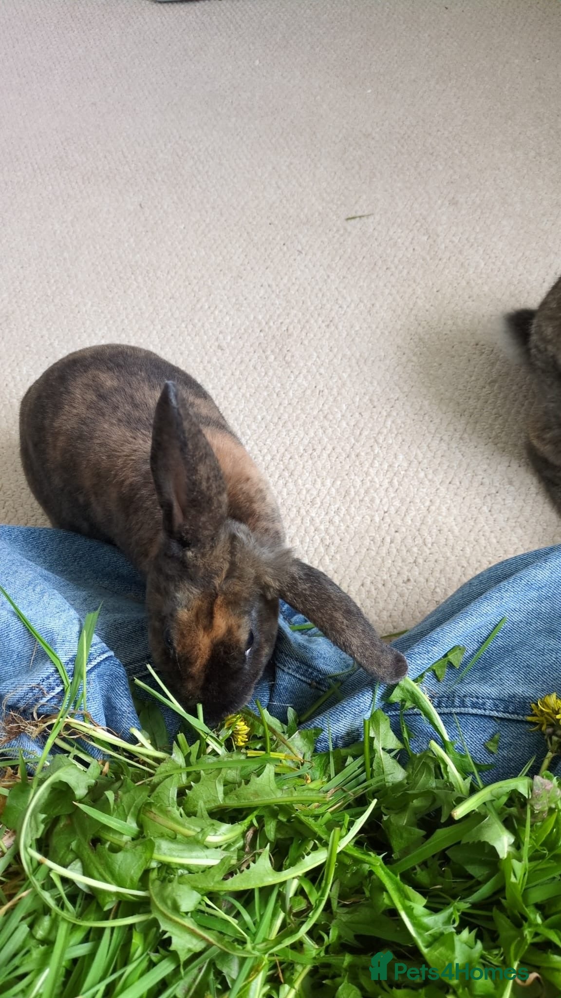 Rex rabbits 20 week old female Rex cross house rabbit. - Advert 2