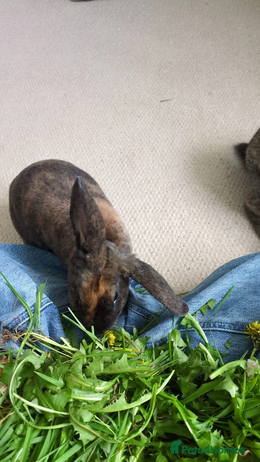 Rex rabbits for sale: 20 week old female tortoiseshell Rex house rabbit. - Advert 2
