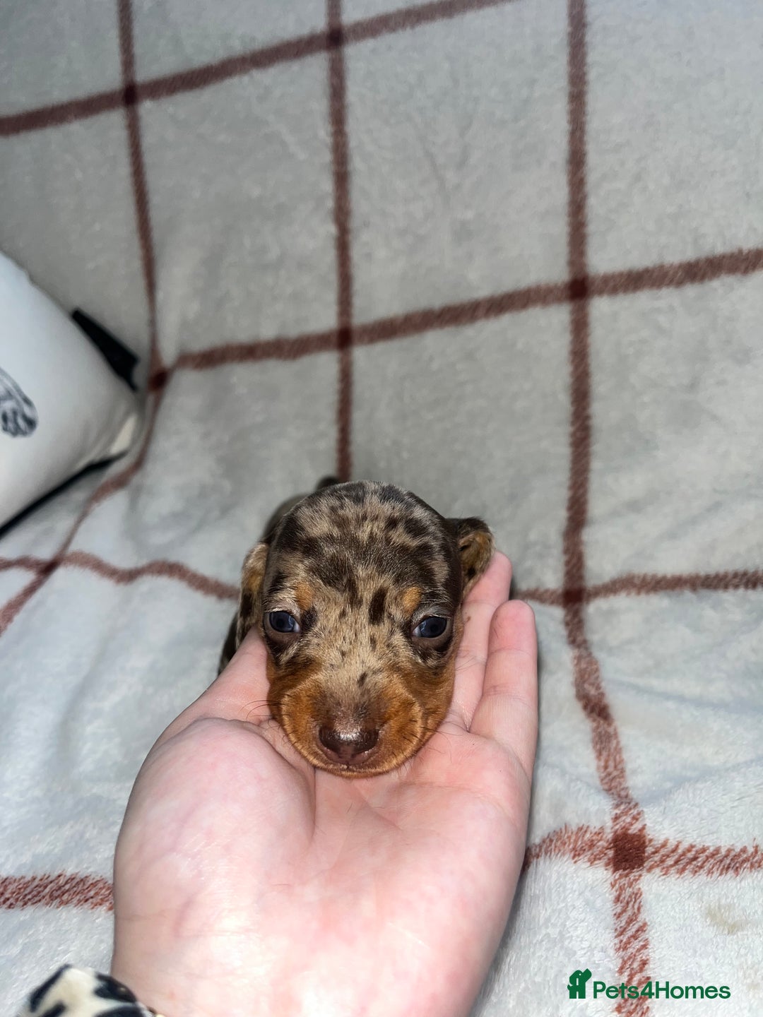 Miniature Dachshund dogs for sale: Beautiful Dachshund puppy’s  - Image 7