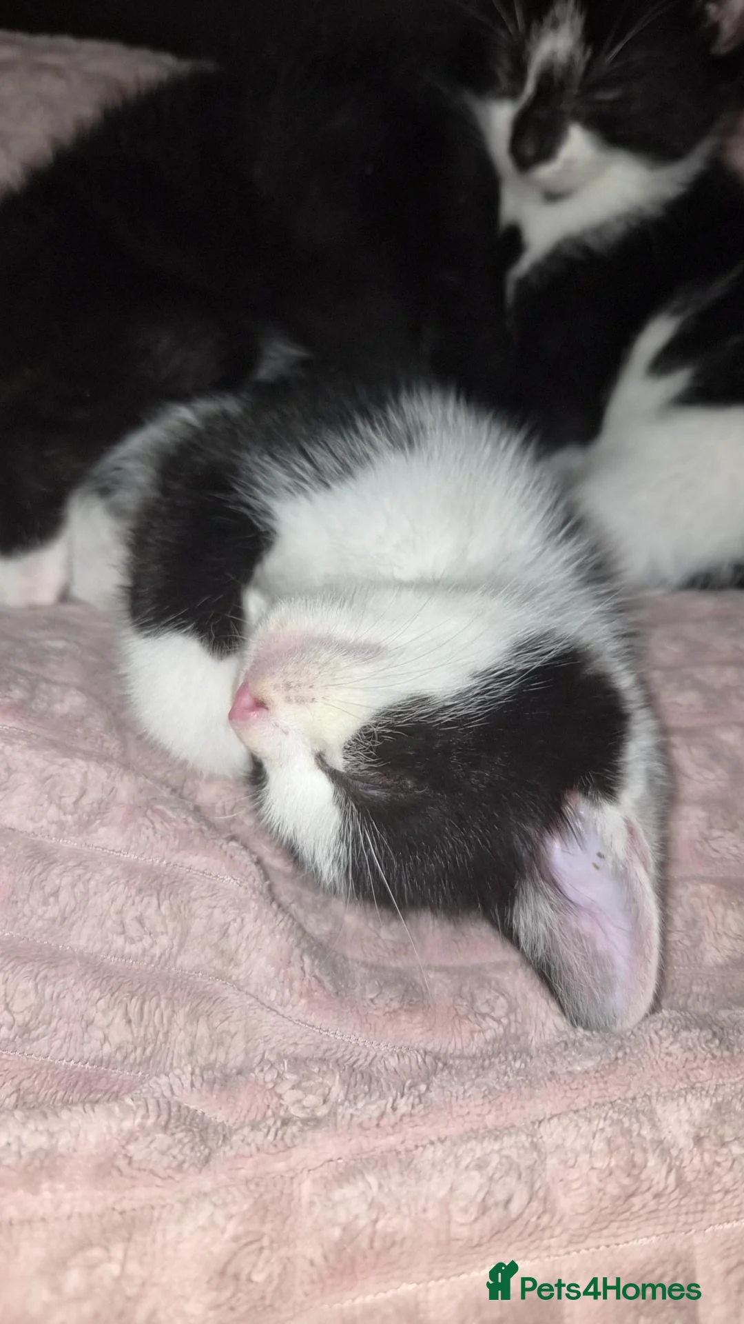 Mixed Breed cats for sale: 2 male and 1 female kitten forsale in Blackburn - Advert 2