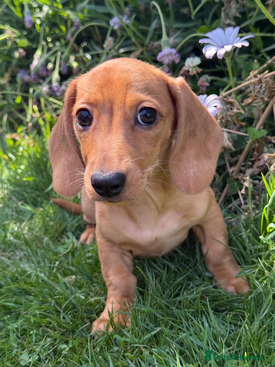 Miniature Dachshund dogs for sale: ** only 1 girl left ** Miniature dachshund  - Image 4
