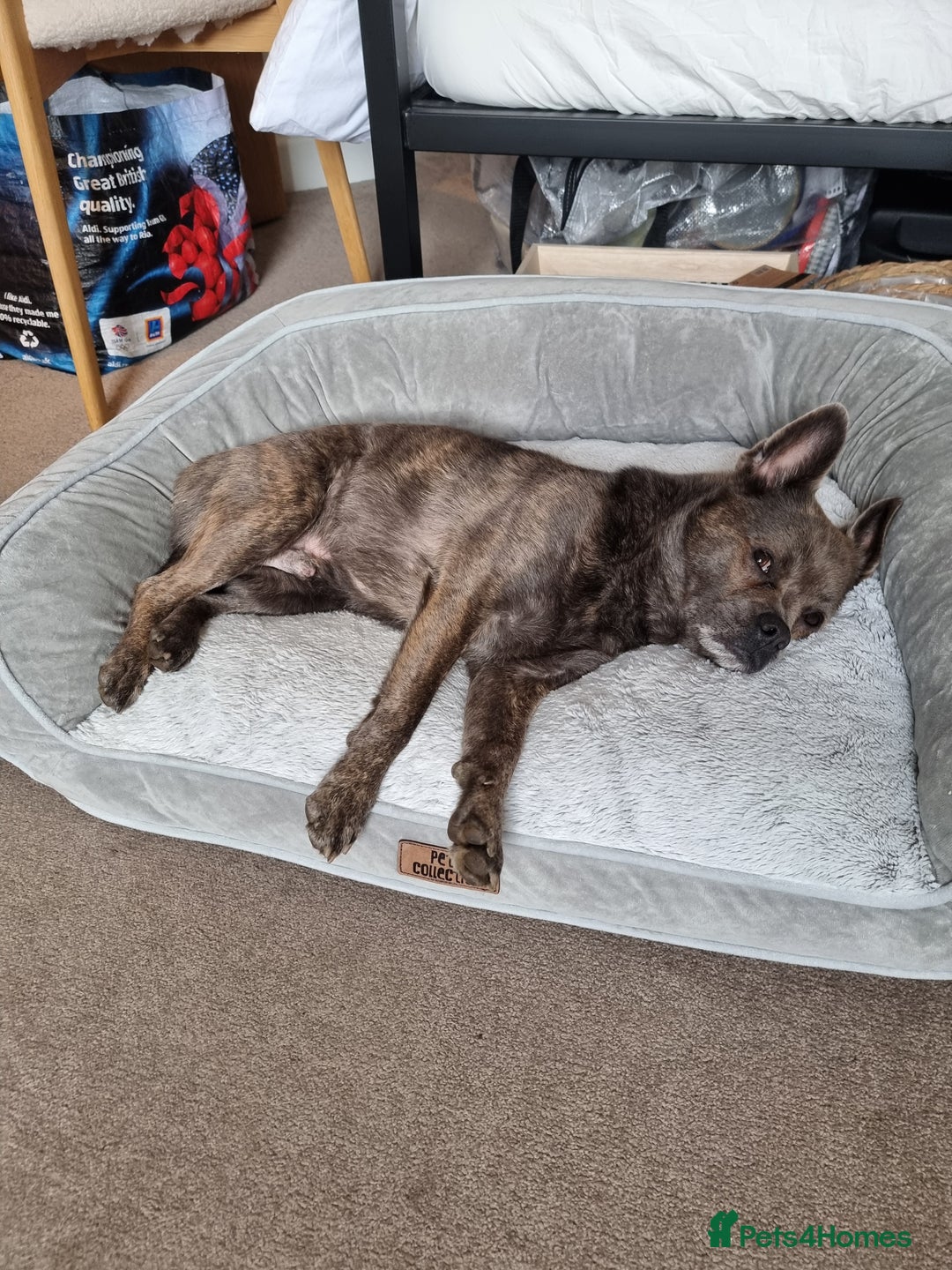 Mixed Breed dogs for sale: Ronnie  - Advert 8