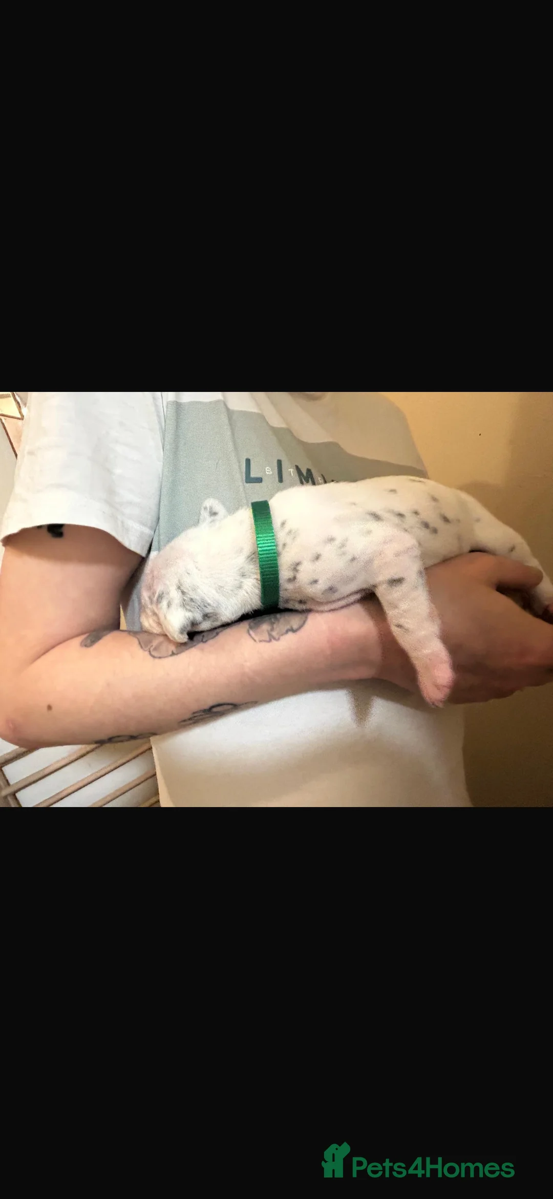 Dalmatian dogs for sale: Dalmatian puppies  in Glasgow - Advert 10
