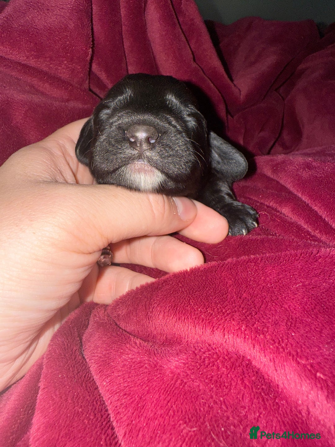 Cockapoo dogs for sale: F2 cockapoo puppies  - Image 12