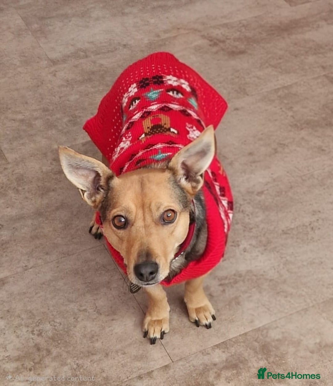 Mixed Breed dogs for adoption: Pippa  - Advert 5