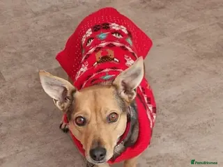 Mixed Breed dogs Pippa - Advert 7