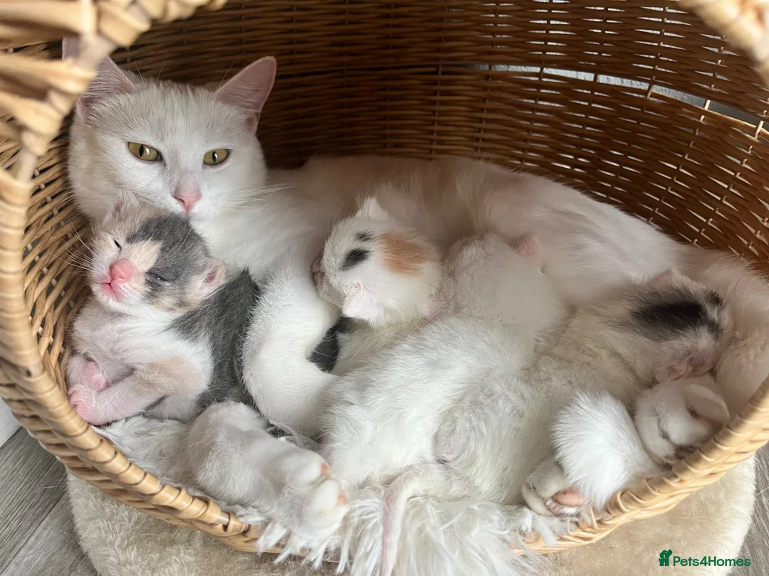 Turkish Angora cats for sale: Beautiful fluffy kittens  in Newnham - Advert 1
