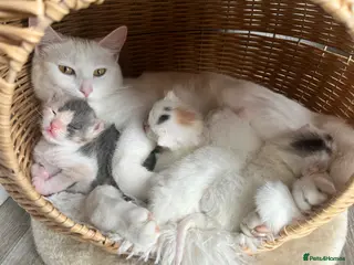 Turkish Angora cats Beautiful fluffy kittens - Advert 18