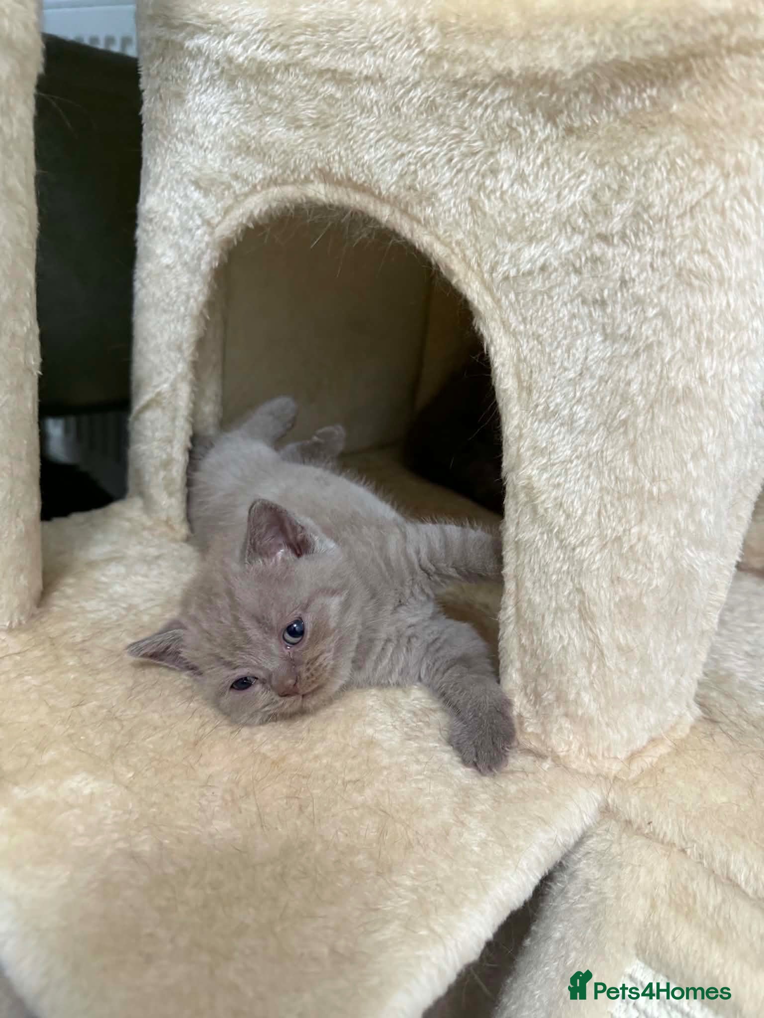 Scottish Fold cats 😻Scottish fold chocolate and lilac kittens😻 - Advert 1
