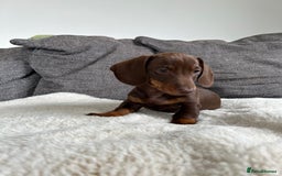 Miniature Dachshund dogs for sale:   🐾READY NOW🐾 | ONLY 1 BOY LEFT - Image 6