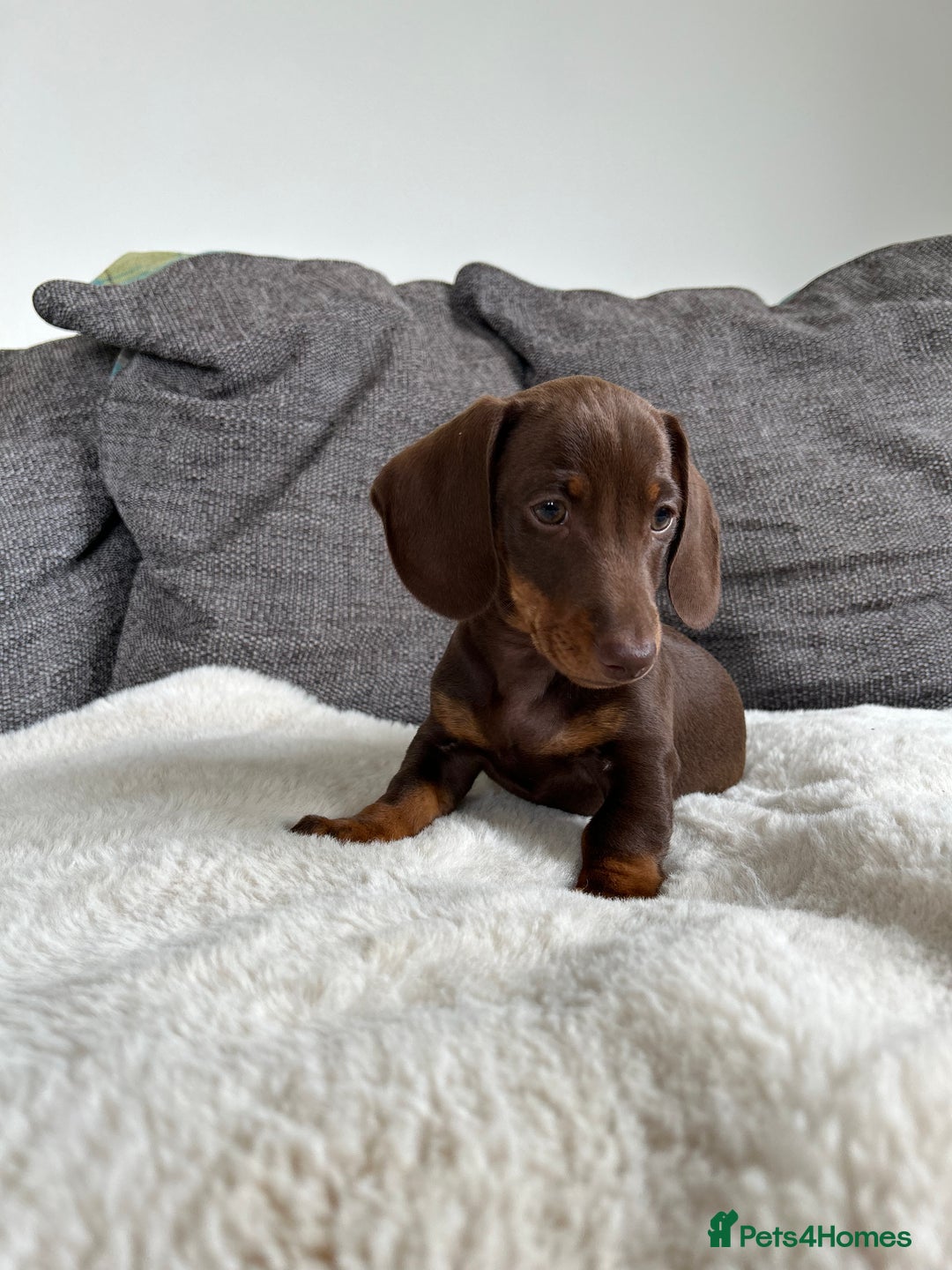Miniature Dachshund dogs for sale:   🐾READY NOW🐾 | ONLY 1 BOY LEFT - Image 6
