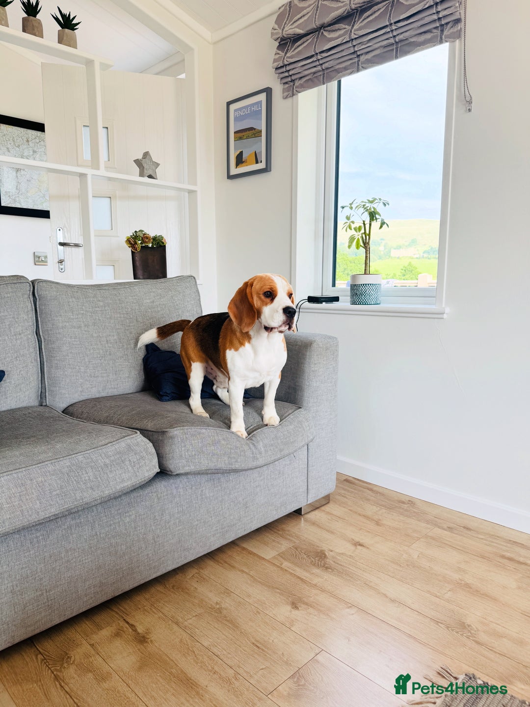 Beagle dogs for sale: Friendly  beautiful Beagle  - Advert 7