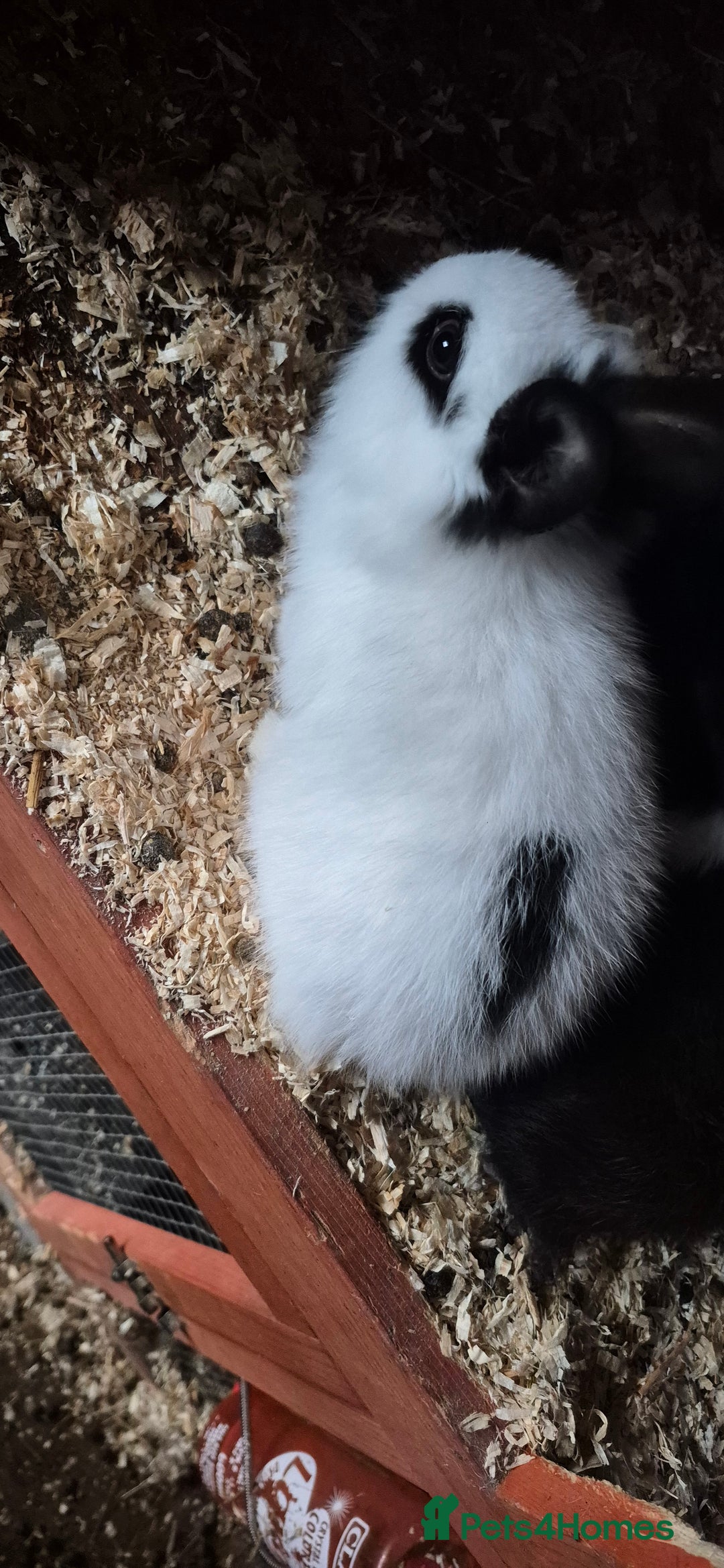 Mixed Breed rabbits for sale: Lion head cross - Advert 4