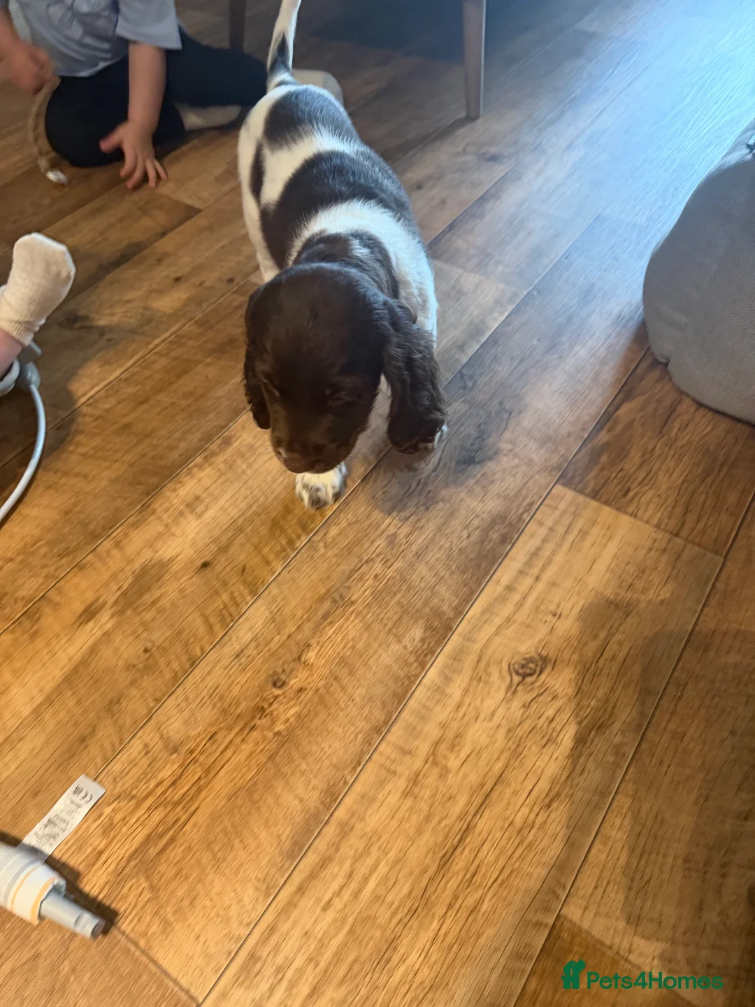English Springer Spaniel dogs for sale: Springer spaniel  in Greenhithe - Advert 2