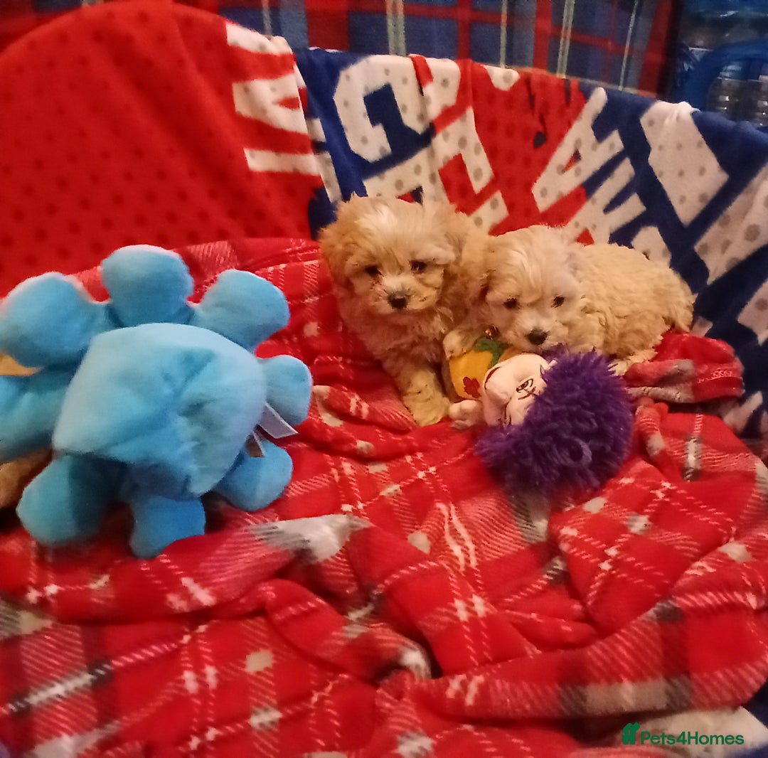 Maltipoo dogs for sale: Maltipoo puppies - Advert 5