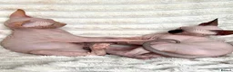 Sphynx cats for sale: Canadian Sphynx Kittens  - Advert 9