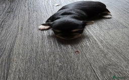 Morkie dogs for sale: Morkie puppies for sale - Image 15