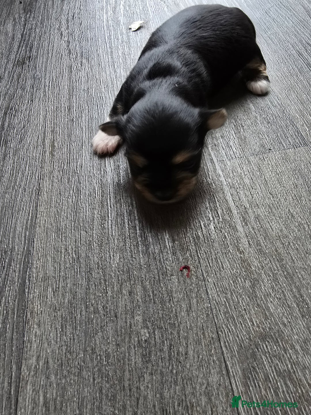 Morkie dogs for sale: Morkie puppies for sale - Image 15