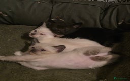 Siamese cats for sale: Siamese kittens gorgeous colours  - Image 2