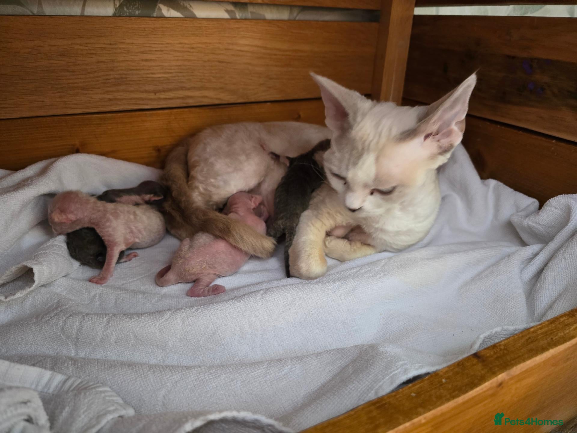 Devon Rex cats BOYS BOYS BOYS - Advert 4