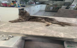 Maine Coon cats for sale: TICA registered large Maine Coon kittens - Image 20