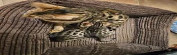 Bengal cats for sale: Bengal Males in Craven Arms - Advert 1