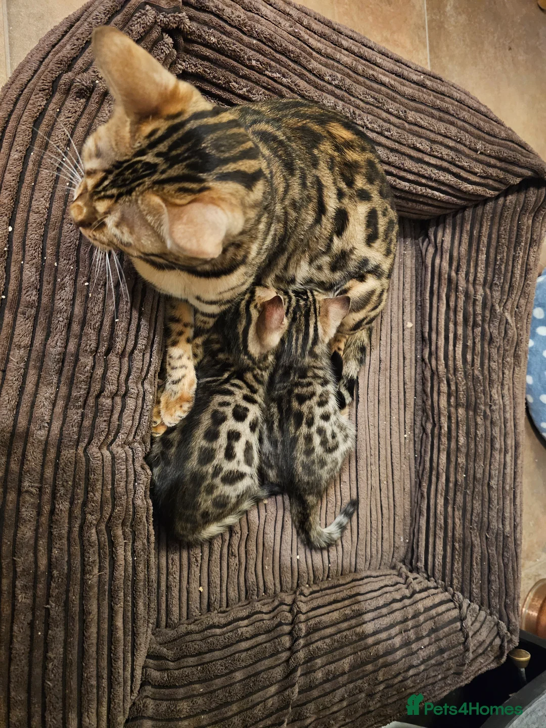 Bengal cats for sale: Bengal Males in Craven Arms - Advert 1