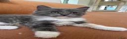 Ragdoll cats for sale: Exceptional 3/4 Ragdoll Girls Ready now! - Advert 24