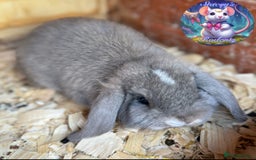 Mini Lion Lop rabbits for sale: **SOLD** Beautiful Mini Lion Lops **SOLD** - Image 5