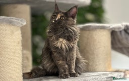 Maine Coon cats for sale: Tica Stunning Kittens  - Image 30