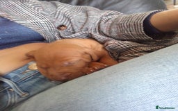 Hungarian Vizsla dogs for sale: 4 adorable Hungarian vizsla BOYS available - Image 36