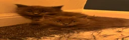 Ragcoon cats for sale: 🩵2 Beautiful Ragcoon Kittens Ready To Leave Now🩷 - Advert 5