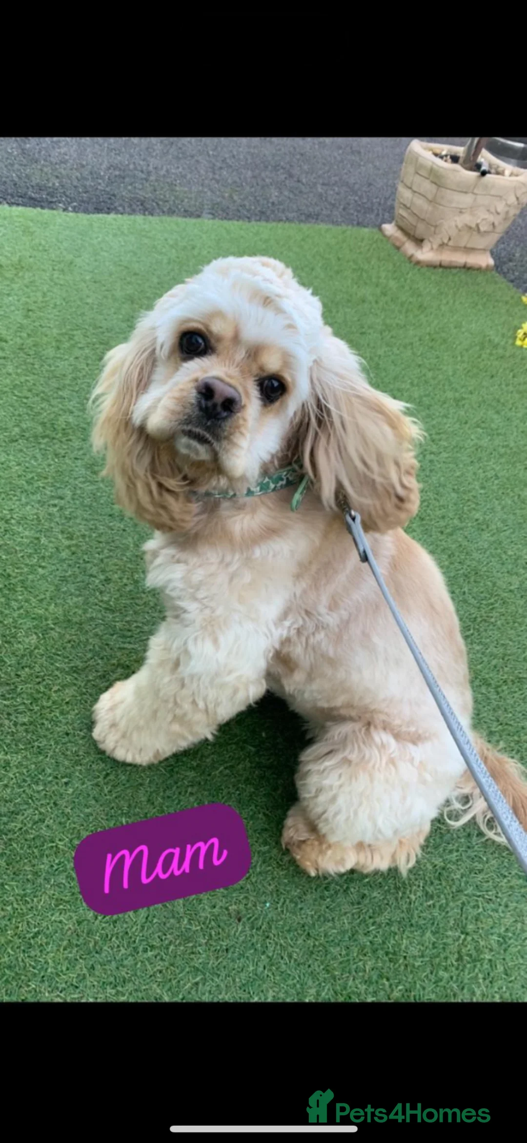 American Cocker Spaniel dogs for sale: Quality kc reg American cocker spaniel puppy’s  in Darlington - Advert 2