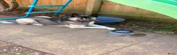 Mixed Breed dogs for sale: 13 month old Husky Cross in Dorchester - Advert 7